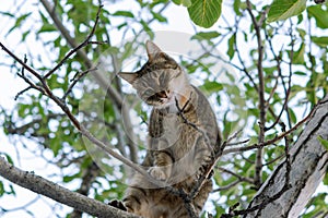 A gray young cat sits on a tree and playfully looks directly at the camera