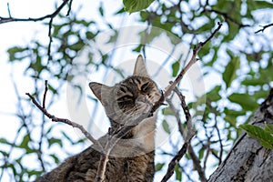 A gray young cat sits on a tree and playfully looks directly at the camera