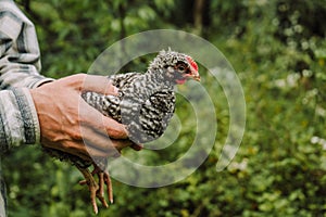 Gray young chicken in the hands of a farmer 2