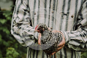 Gray young chicken in the hands of a farmer