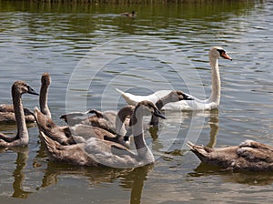 gray young swans in the spring