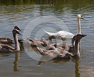 gray young swans in the spring