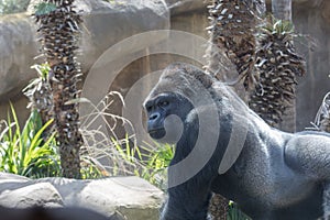 Grayback Gorilla