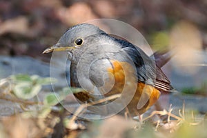 A grayed backed thrush