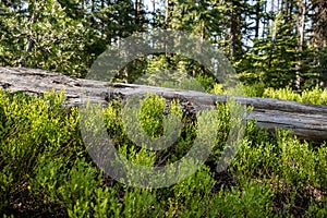 Grayed Old Log Along Forest Floor Begins To Disappear Into Growing Bushes