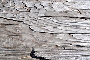 Grayed peeling old board