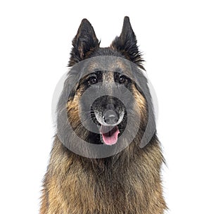 Graying Tervuren dog, isolated on white