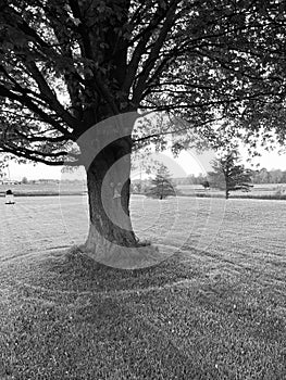 Graying Tree in Springfield