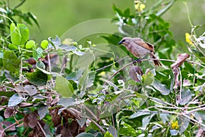 Grayish Baywing perched on creeper branch with green leaves