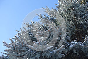 Grayish blue foliage of spruce covered with snow against the sky