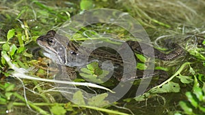 A grayish common frog sits on water plants using his back legs to balance.