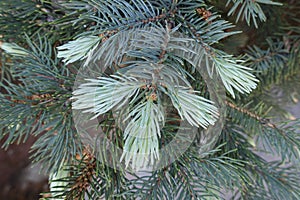 Grayish green foliage of white spruce in spring