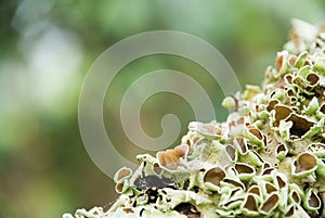 Grayish-green lichens.