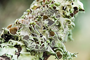 Grayish-green lichens.