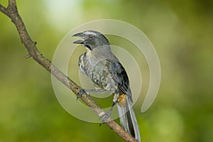 Grayish saltator