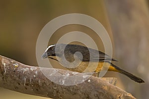 Grayish Saltator on Thick Branch