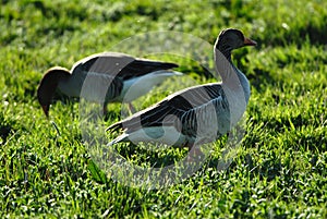 Graylag Geese photo