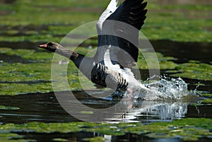 Graylag goose photo
