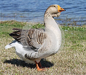 Graylag Goose photo