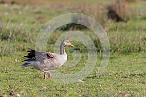 Graylag goose (Anser anser