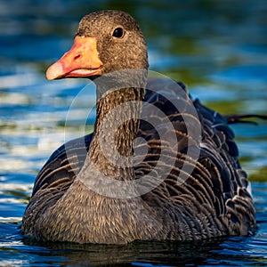 Graylag Goose Anser anser Costa Ballena Cadiz