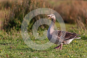 Graylag goose (Anser anser photo