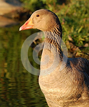 Graylag goose close-up photo