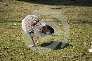 Graylag goose grazing in the field