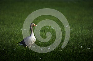 Graylag goose on green field photo