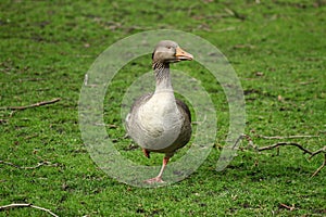 Graylag Goose in London Park