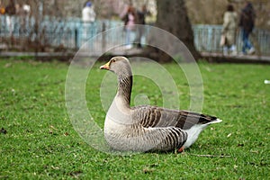 Graylag Goose in London Park