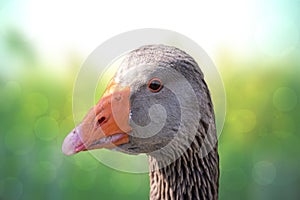 Graylag goose portrait. Close-up of the head of a beautiful graylag with a bright orange beak over abstract natural light green