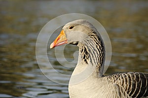 The Graylag goose swimming in a pond photo