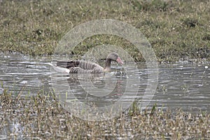 Graylag goose that swims along a small stream photo