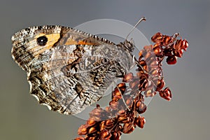 Junio mariposa 