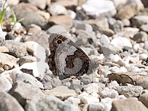 Junio mariposa 