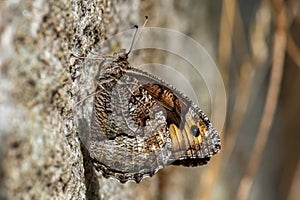 Grayling butterfly - Hipparchia semele photo