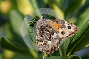 Grayling butterfly - Hipparchia semele photo