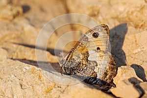 Grayling butterfly - Hipparchia semele photo