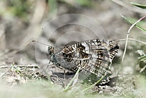 Grayling butterfly, Hipparchia semele photo