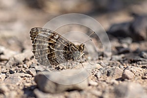 Grayling butterfly Hipparchia semele on rocky ground