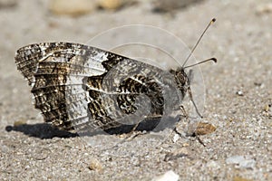 Grayling Butterfly (Hipparchia semele)