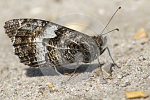 Grayling Butterfly (Hipparchia semele) photo