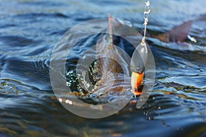 Grayling caught from Arctic river