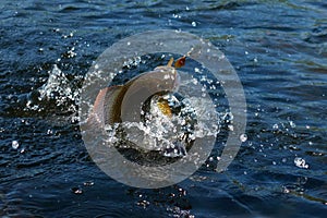 Grayling caught from Arctic river