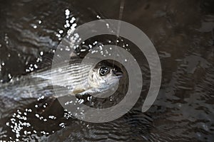 Grayling is caught on a dryfly