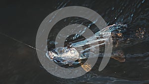 Grayling is caught on a dryfly