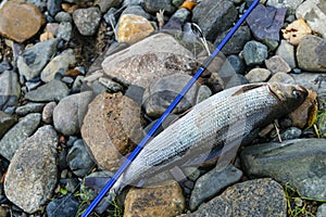 Grayling caught fly fishing tackle. Angler releasing an arctic grayling. Grayling fish caught on the spinner by fisherman. Norther