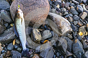 Grayling caught fly fishing tackle. Angler releasing an arctic grayling. Grayling fish caught on the spinner by fisherman. Norther