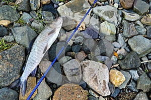 Grayling caught fly fishing tackle. Angler releasing an arctic grayling. Grayling fish caught on the spinner by fisherman. Norther